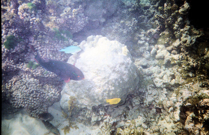 Seychellen Unterwasser-020.jpg